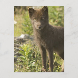 Carte postale Black Fox