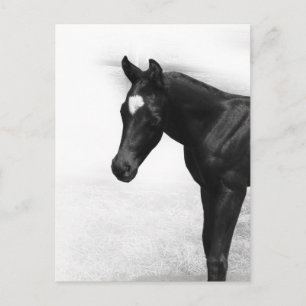 Carte Postale Black Foy
