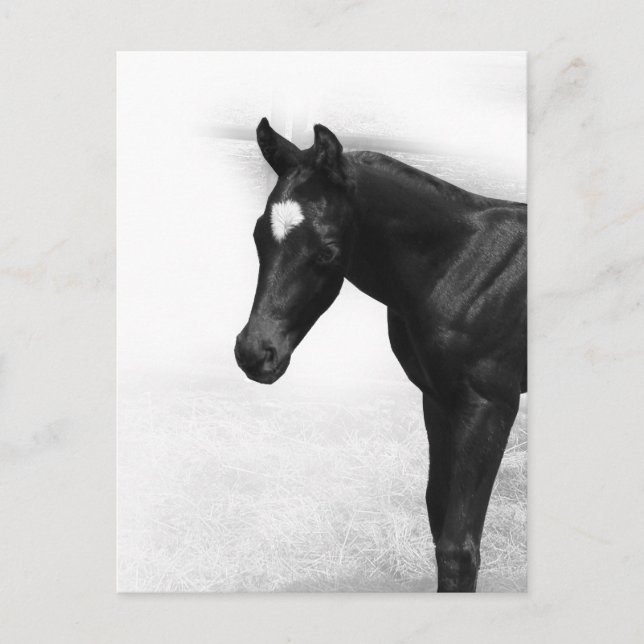Carte Postale Black Foy (Devant)