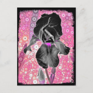 Carte postale Black Iris