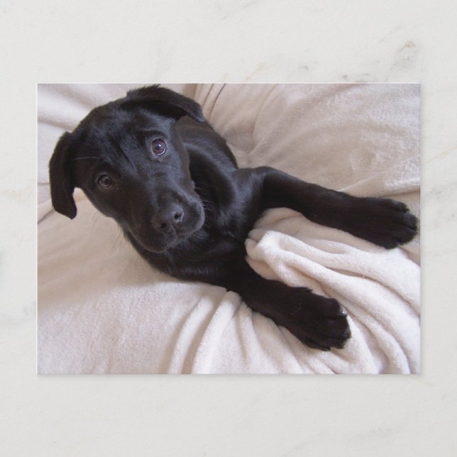 Carte postale Black Lab (Devant)