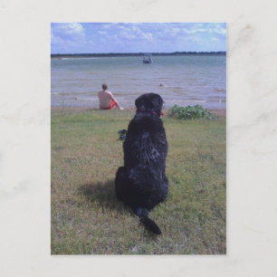 Carte Postale Black Lab au lac