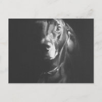 Black Lab Dog Watercolor par Paul Jackson
