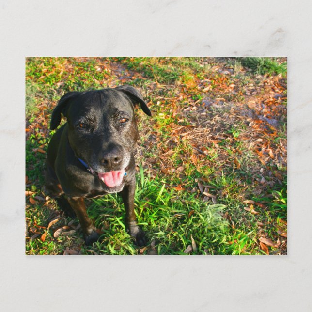 Carte Postale Black Lab sur l'herbe gauche sur l'image droite (Devant)