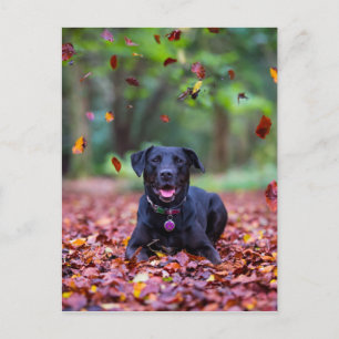 Carte Postale Black Labrador Dans Les Feuilles Automnes