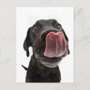 Carte Postale Black Labrador Licking