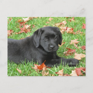 Carte Postale Black Labrador Puppy Automne - Joli chien Black La