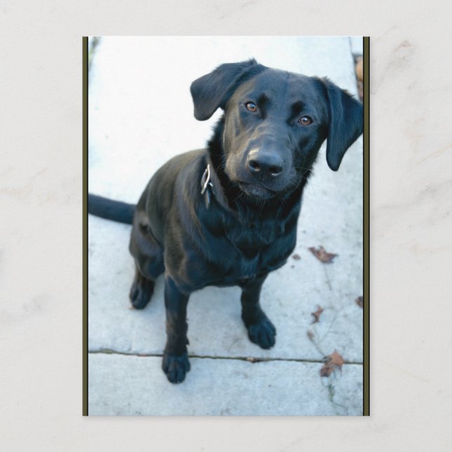 Carte Postale Black Labrador Retriever (Devant)