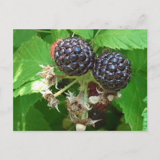 Carte postale Black Raspberry