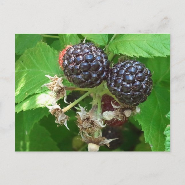 Carte postale Black Raspberry (Devant)