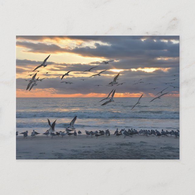 Carte Postale Black Skimmers débarque sur une plage de Floride (Devant)