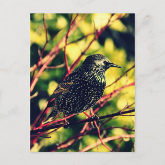 Carte Postale Black Starling