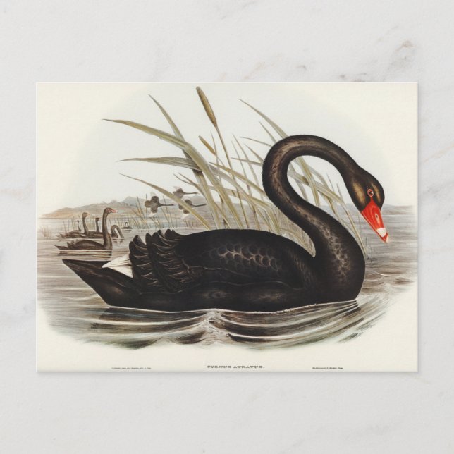 Carte Postale Black Swan par Elizabeth Gould (Devant)