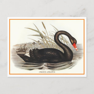 Carte Postale Black Swan Vintage
