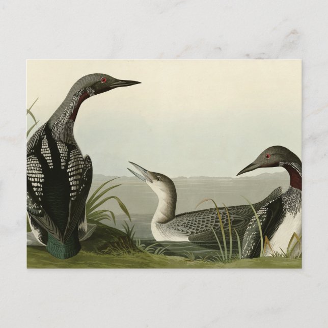 Carte Postale Black Throated Diver Loon Audubon Birds of America (Devant)