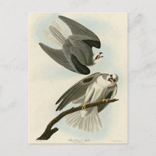 Carte Postale Black Winged Hawk - Audubon's Birds of America