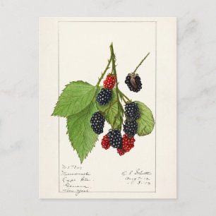 Carte Postale Blackberries (Rubus subg. Rubus Watson)