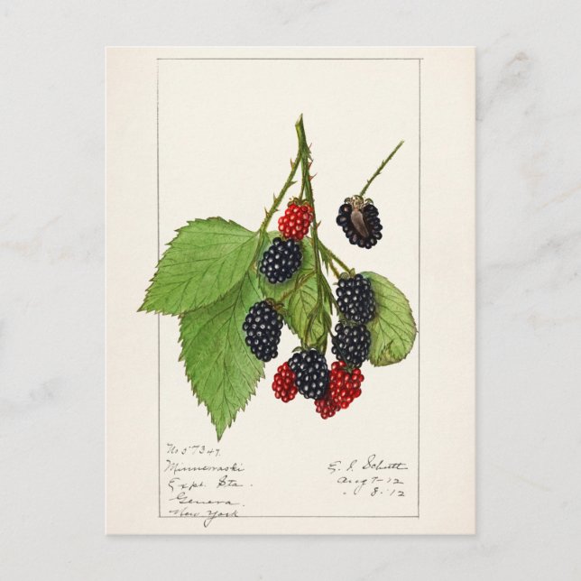 Carte Postale Blackberries (Rubus subg. Rubus Watson) (Devant)