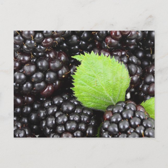 Carte Postale Blackberry (Devant)