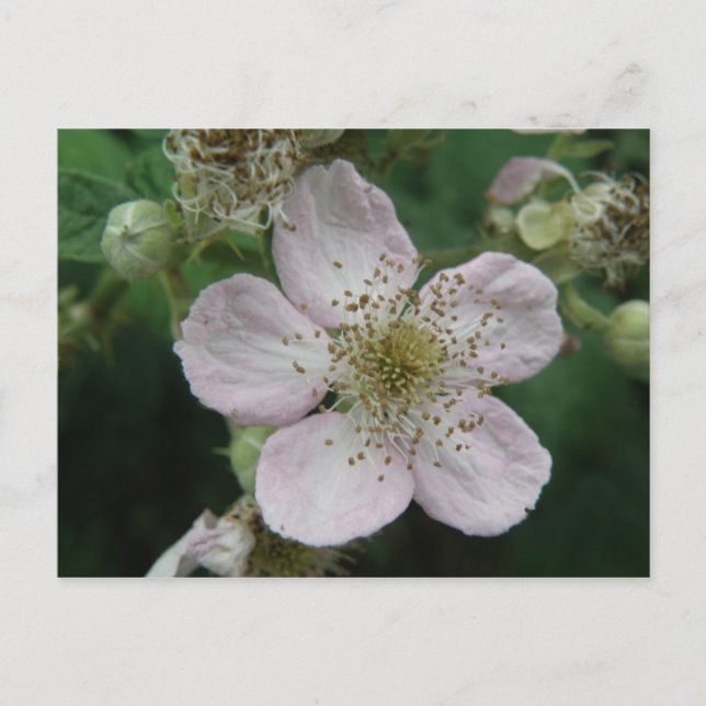 Carte postale Blackberry Flower (Devant)