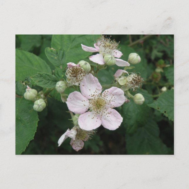 Carte postale Blackberry Flowers (Devant)
