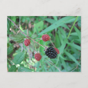 Carte Postale Blackberry sauvages