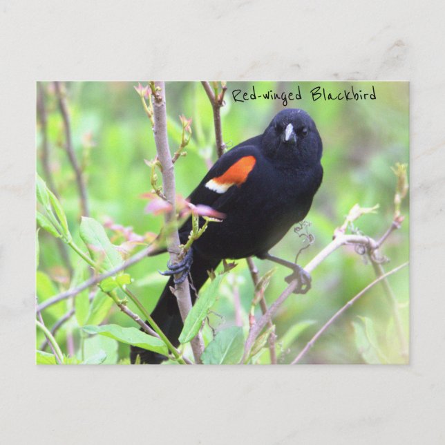 Carte postale Blackbird à ailes rouges (Devant)