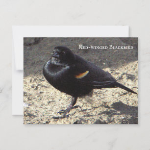 Carte postale Blackbird à ailes rouges