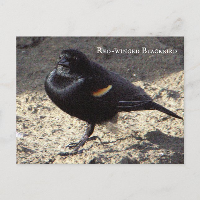 Carte postale Blackbird à ailes rouges (Devant)