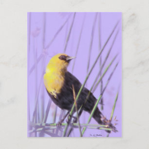 Carte Postale Blackbird à tête jaune...Carte postale.