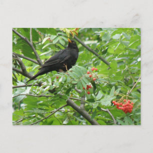 Carte postale Blackbird et Berries