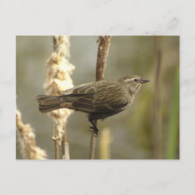 Carte postale Blackbird (femelle) à ailes rouges (Devant)
