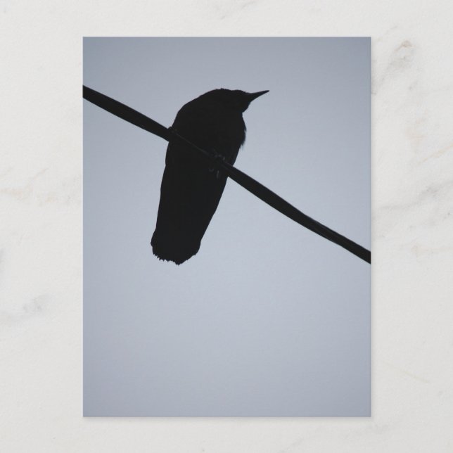 Carte Postale BlackBird sur fil (Devant)