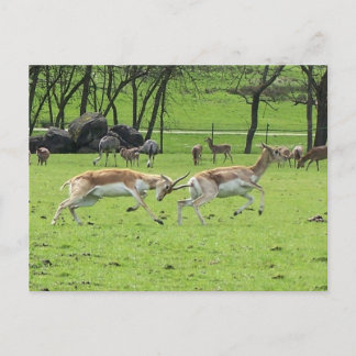 Carte postale Blackbuck Antelope