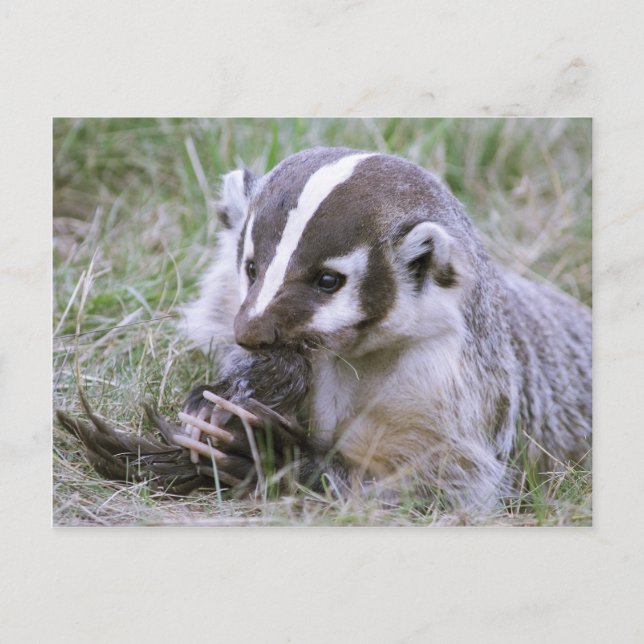 Carte Postale Blaireau (Devant)