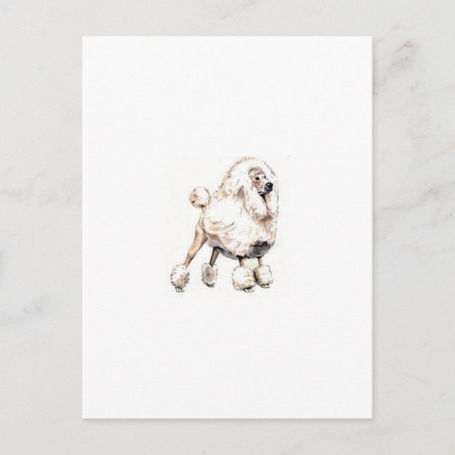 Carte Postale Blanc caniche standard (Devant)