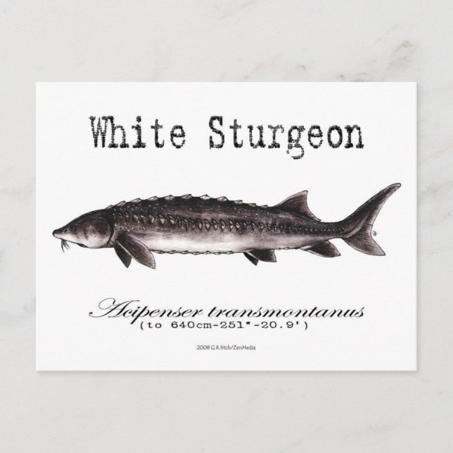 Carte postale blanc-esturgeon-blanc (Devant)