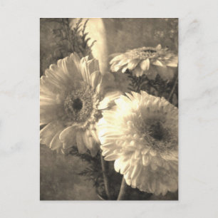 Carte Postale Blanc et jaune Gerbera et Calla 1 Antiqued