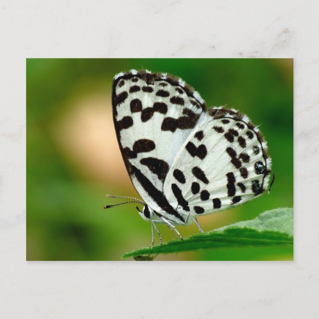 Carte Postale Blanc et papillon de Pierrot repéré par noir (Devant)