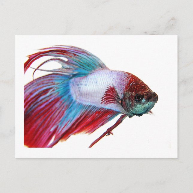 Carte Postale Blanc rouge et bleu (Poisson sur arrière - plan bl (Devant)