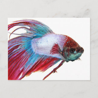 Carte Postale Blanc rouge et bleu (Poisson sur arrière - plan bl