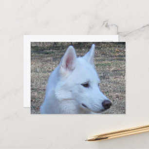 Carte Postale blanc sibérien