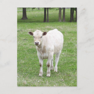Carte postale blanche