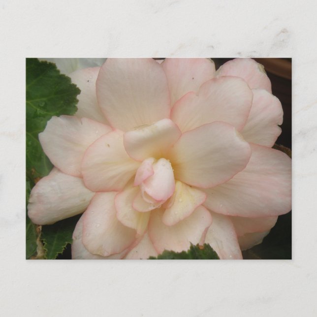 Carte postale blanche à fleurs Begonia (Devant)