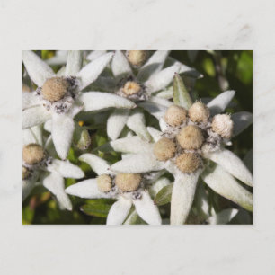 Carte postale blanche à fleurs Edelweiss
