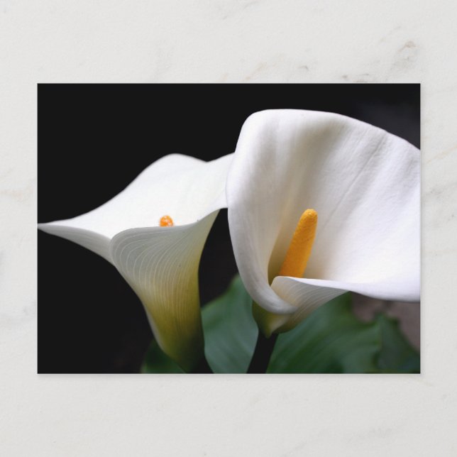 Carte postale blanche Calla Lily (Devant)