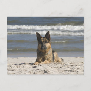 Carte postale blanche de chien chiot berger allema