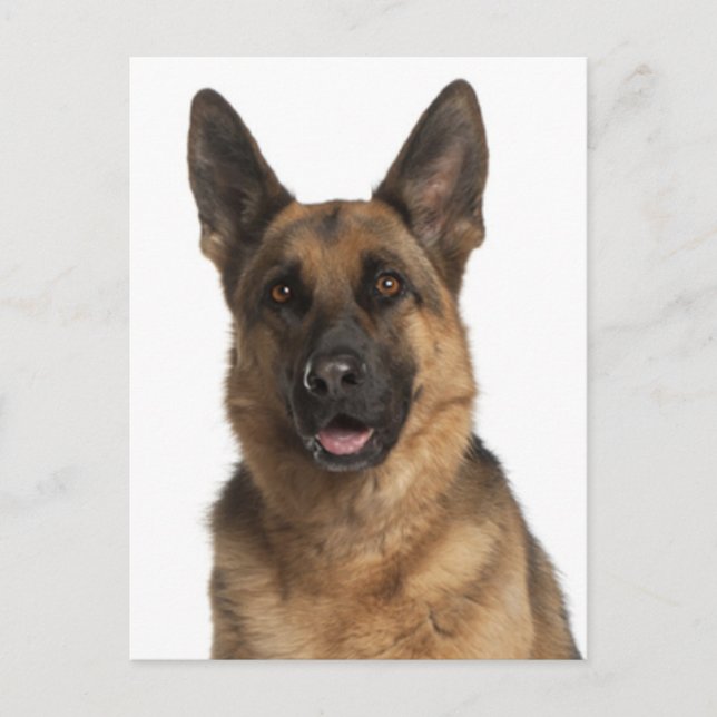 Carte postale blanche de chien chiot berger allema (Devant)