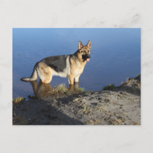 Carte postale blanche de chien chiot berger allema