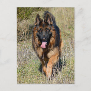 Carte postale blanche de chien chiot berger allema